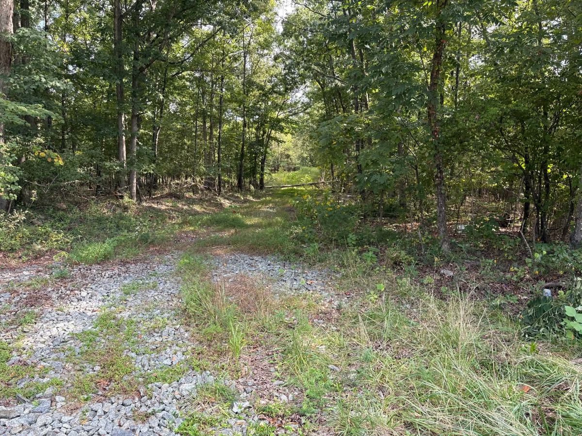 A bed of crushed stone runs into the woods, grass growing up through it.
